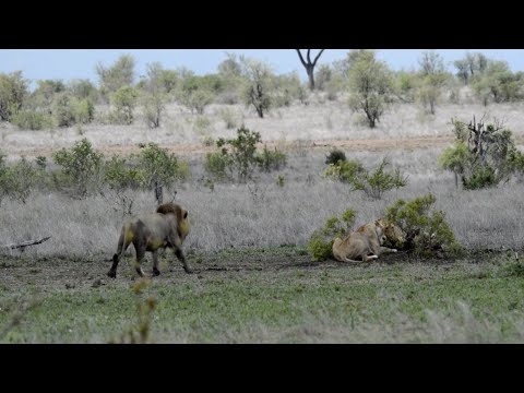 شاهد لبؤة جائعة تتحدى أسدًا وتدافع عن ذبيحتها