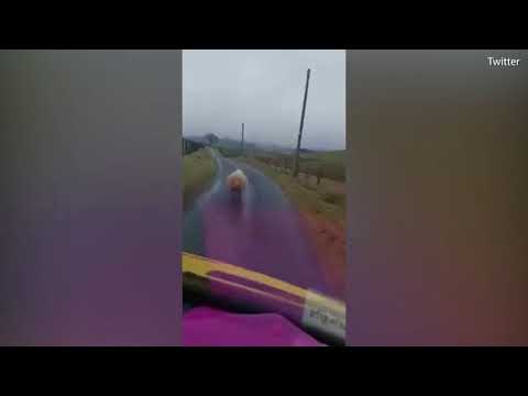 خروف يثير غضب سائق سيارة على طريق إسكتلندي