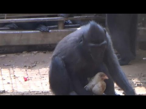 بالفيديو قردة اسرائيلية أماً لدجاجة