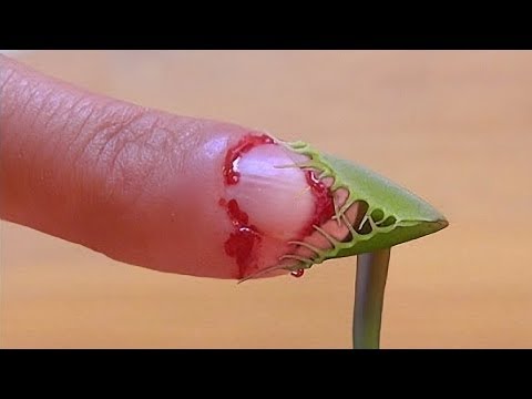 شاهد أخطر وأغرب النباتات حول العالم