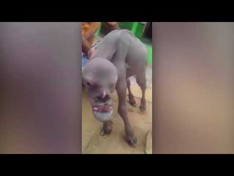 شاهد عنزة مرعبة بوجه بشري في الهند