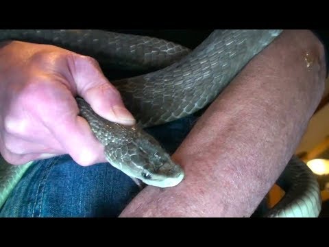 حشرات صغيرة لدغتها تعتبر أخطر من لدغات الثعابين