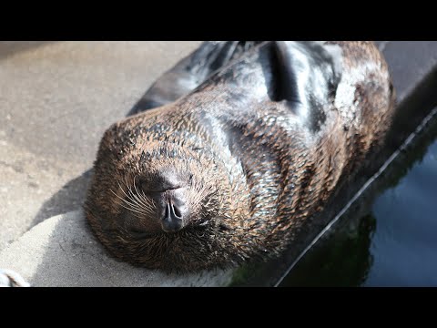 قيلولة لكلب بحر تشعل مواقع التواصل الاجتماعي