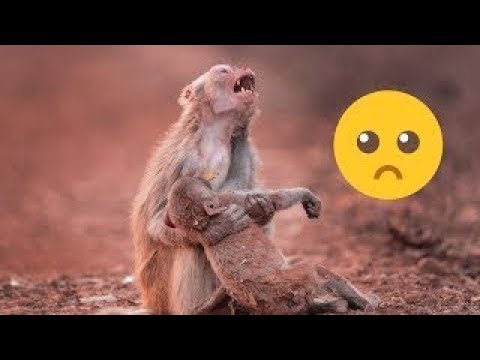 حيوانات تبكي مثل البشر