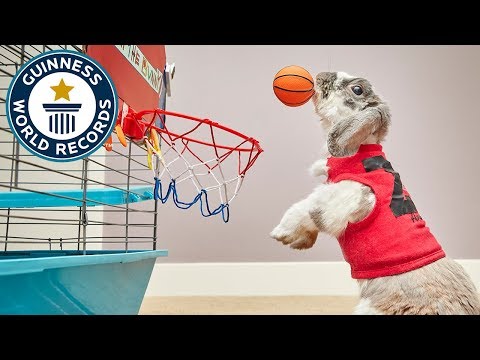 أرنب يقفز لوضع الكرة داخل السلة