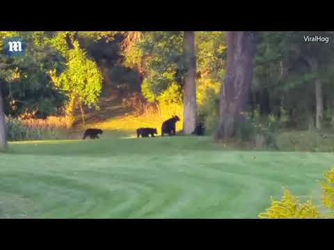 أنثى دب تقع في مأزق بين أشبالها الخمسة