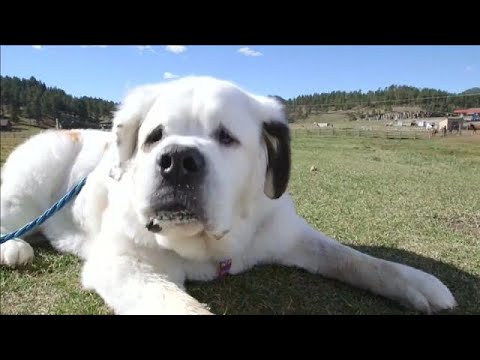 كلبة تمتلك اطول لسان في العالم