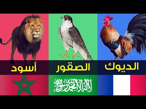 شاهد منتخبات عالمية تلقب بأسماء الحيوانات