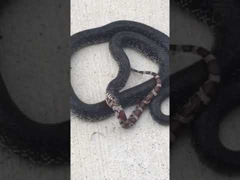 أفعى جائعة تأكل ثعبانًا بوحشية