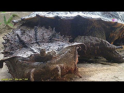 شاهد أطول 10 حيوانات عمرًا على سطح الأرض