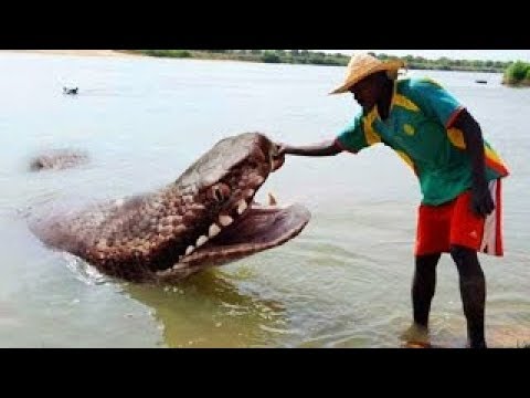 أكثر 5 حيوانات إثارة للرعب في غابات الأمازون