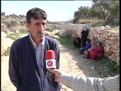 الاحتلال يقتلع 300 غرسة زيتون من أراضي قرية سالم