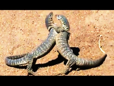 معركة بالأحضان بين زوج من السحالي