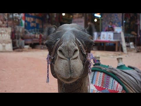 شاهد الناقة ماريا تتوقّع الفائز بين كرواتيا وإنجلترا في المونديال