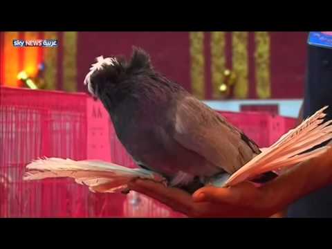 تنظيم مسابقة لجمال الطيور في البصرة