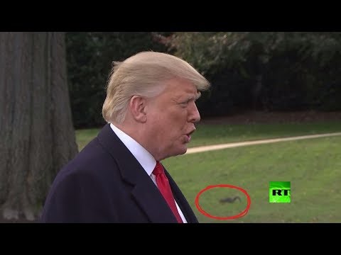 شاهد سنجاب يخطف الأنظار خلال كلمة ترامب