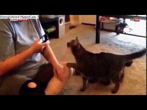 بالفيديو رد فعل قطة على سماع صوتها في الهاتف