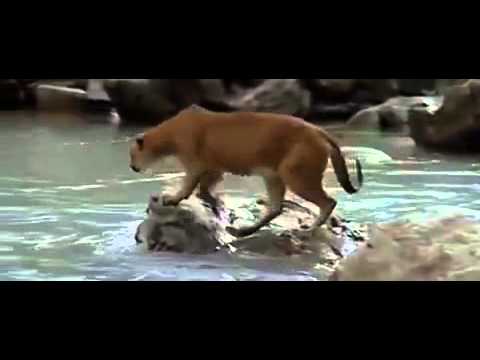 أسد يفشل في صيد فريسة بسبب وازع الأمومة