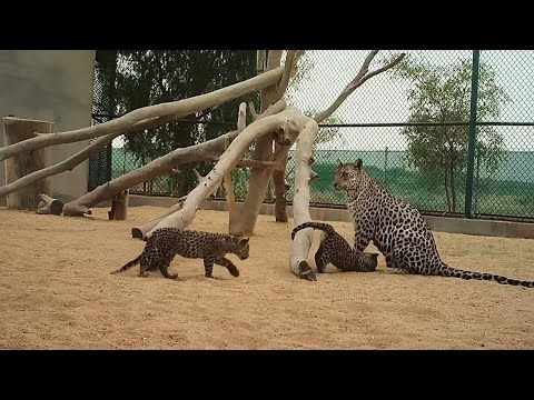 شاهد ولادة صغيرَين من النمر العربي في المملكة العربية السعودية