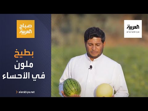 سعودي ينجح بزراعة بطيخ ملون في الأحساء