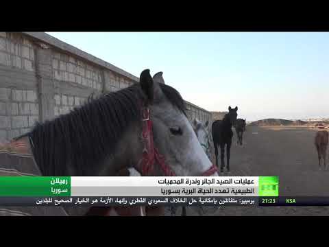 عمليات الصيد الجائر وندرة المحميات الطبيعية تهدد الحياة البرية في سورية