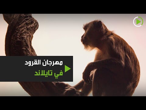 مئات القرود تجتمع في مهرجان بوفيه القردة السنوي في تايلاند