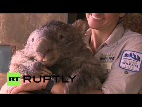 «باتريك الومبت» الأضخم حجمًا في العالم