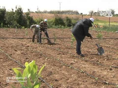 بالفيديوحماس تُطلق حملة لاستصلاح الأراضي المُتضررة