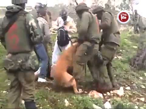 فيديو الكلاب سلاح جيش الاحتلال لاعتقال الفلسطينيين