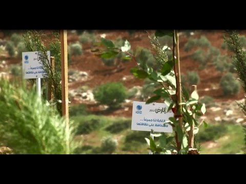 فيديو الاتصالات تزرع 4 آلاف شجرة جنوب جنين