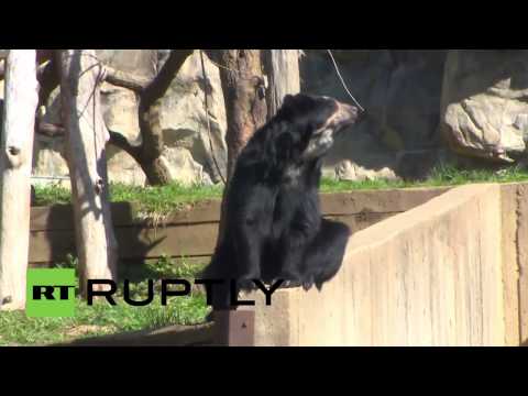 دياسم دببة الأنديز تلتقي الجمهور للمرة الأولى