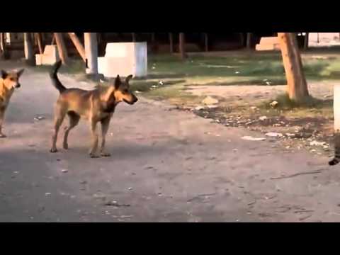 شاهد قطة مبهرة تهاجم 5 كلاب في شجاعة