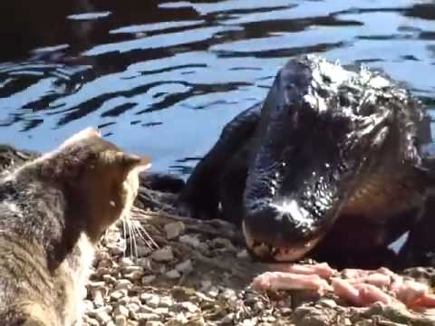 بالفيديو أشجع قطة في العالم