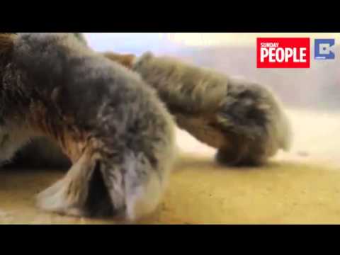 فيديو أرنب يهدد والده بالخروج من موسوعة غينيس