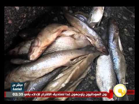 بالفيديو ضبط 70 طن أسماك مملحة فاسدة وغير صالحة