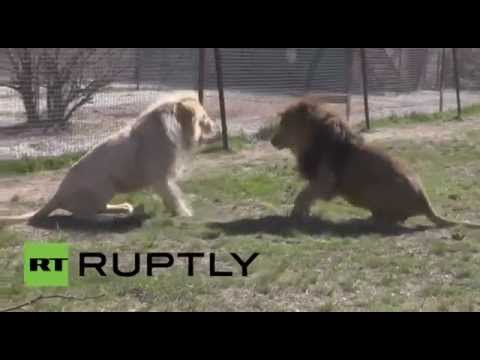 شاهد أسد هرم يفوز بمعركة السيطرة على الأرض