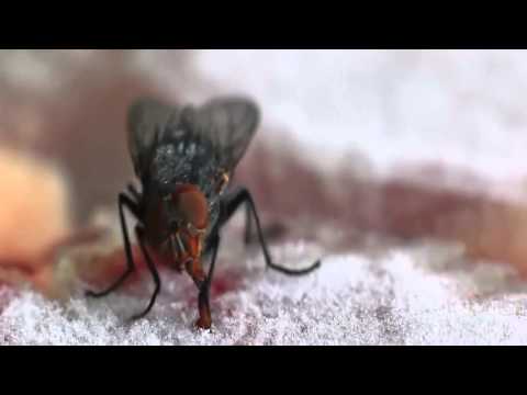 بالفيديو ذبابة تناضل من أجل تحرير لسانها