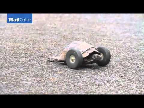 شاهد سلحفاة تحصل على عجلات بدلًا من أقدامها