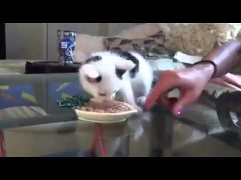 بالفيديو أبخل قط في العالم