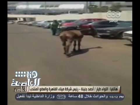 شاهد رئيس شركة مطار القاهرة يعتذر عن واقعة الحمار