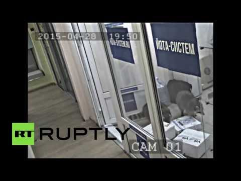 بالفيديو حيوانات الراكون تقتحم شركة في موسكو