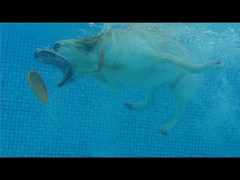 شاهد مهارات غطس الكلاب وعلاجهم المائي