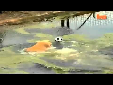 شاهد أسد يستعرض مهاراته في كرة القدم