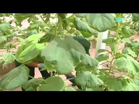 بالفيديو مبادرة الزراعة المائية 2015