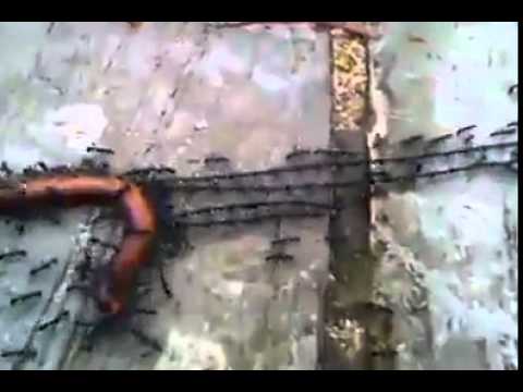 بالفيديو مقطع فيديو يرصد رحلة النمل الشاقة