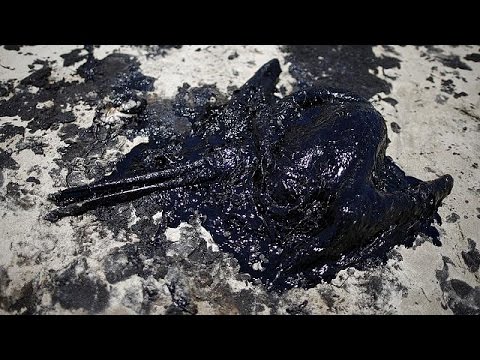 شاهد حالة طوارئ في سانتا بربارا بسبب تلوث بيئي