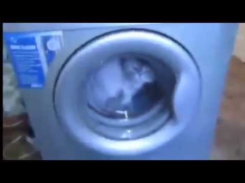 شاهد لحظات مروعة لمعاقبة قطة في الغسالة