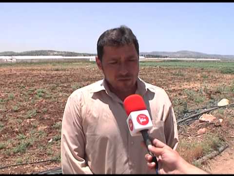 شاهد أسباب تراجع زراعة البطيخ في جنين