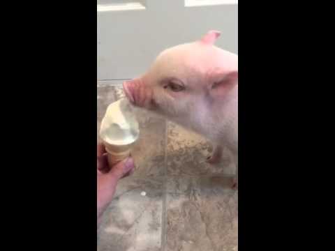 شاهد خنزير يأكل آيس كريم للمرة الأولى في حياته