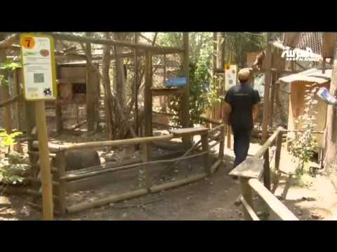 تشيلية تؤسس أول مركز حضانة للقردة